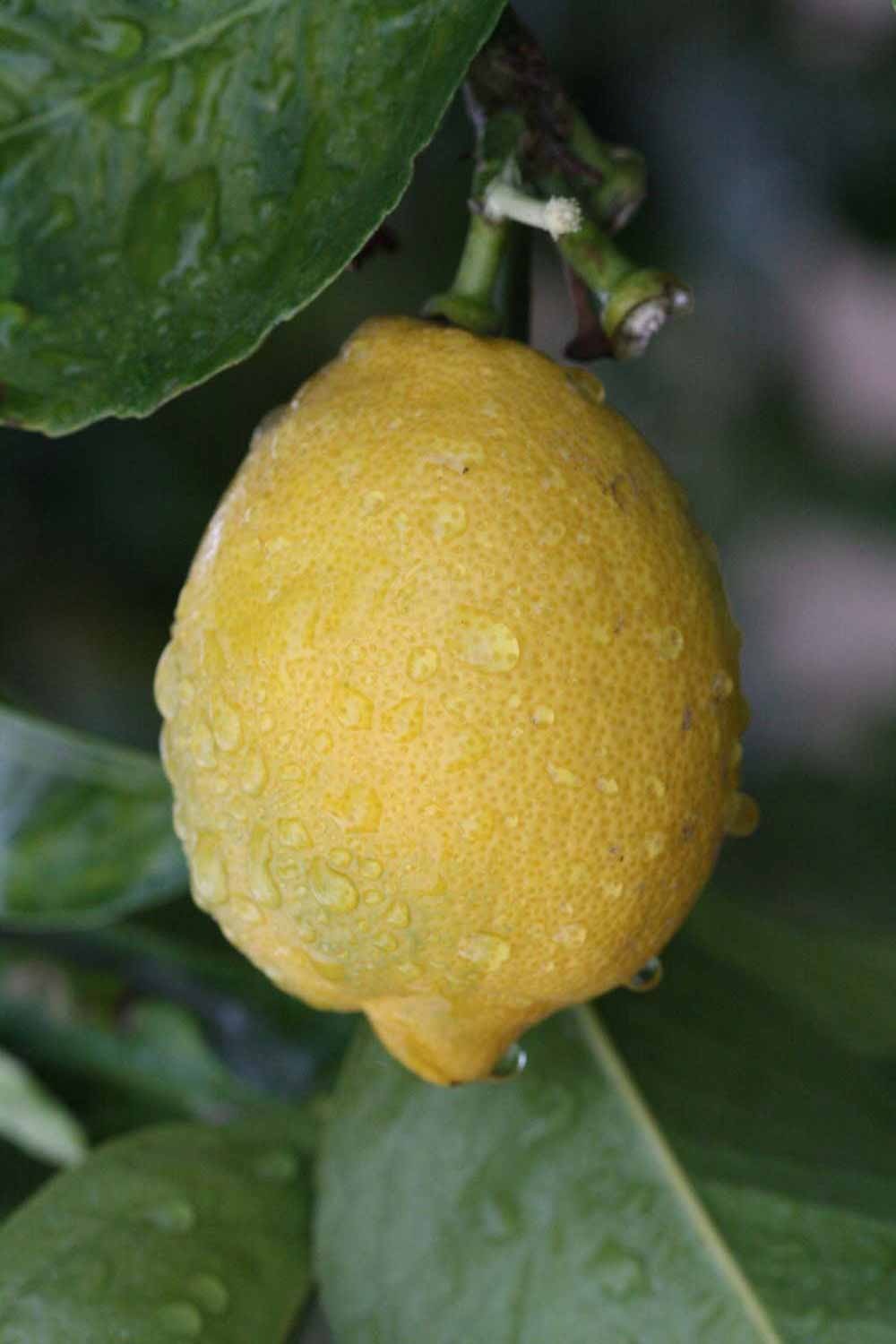            Fruit (Femminello Siracusano 2KR, Riverside, CA)   